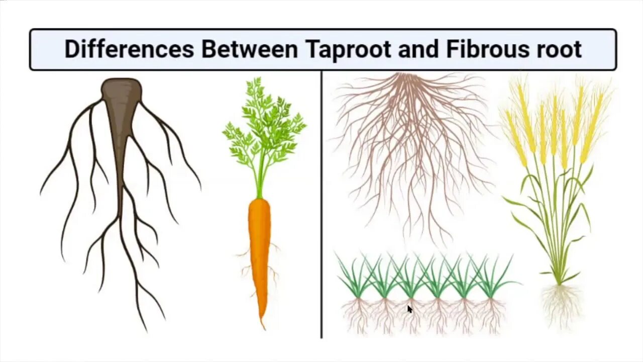 Небольшая корневая система. Fibrous root. Tap root and fibrous root. Корневая система моркови.