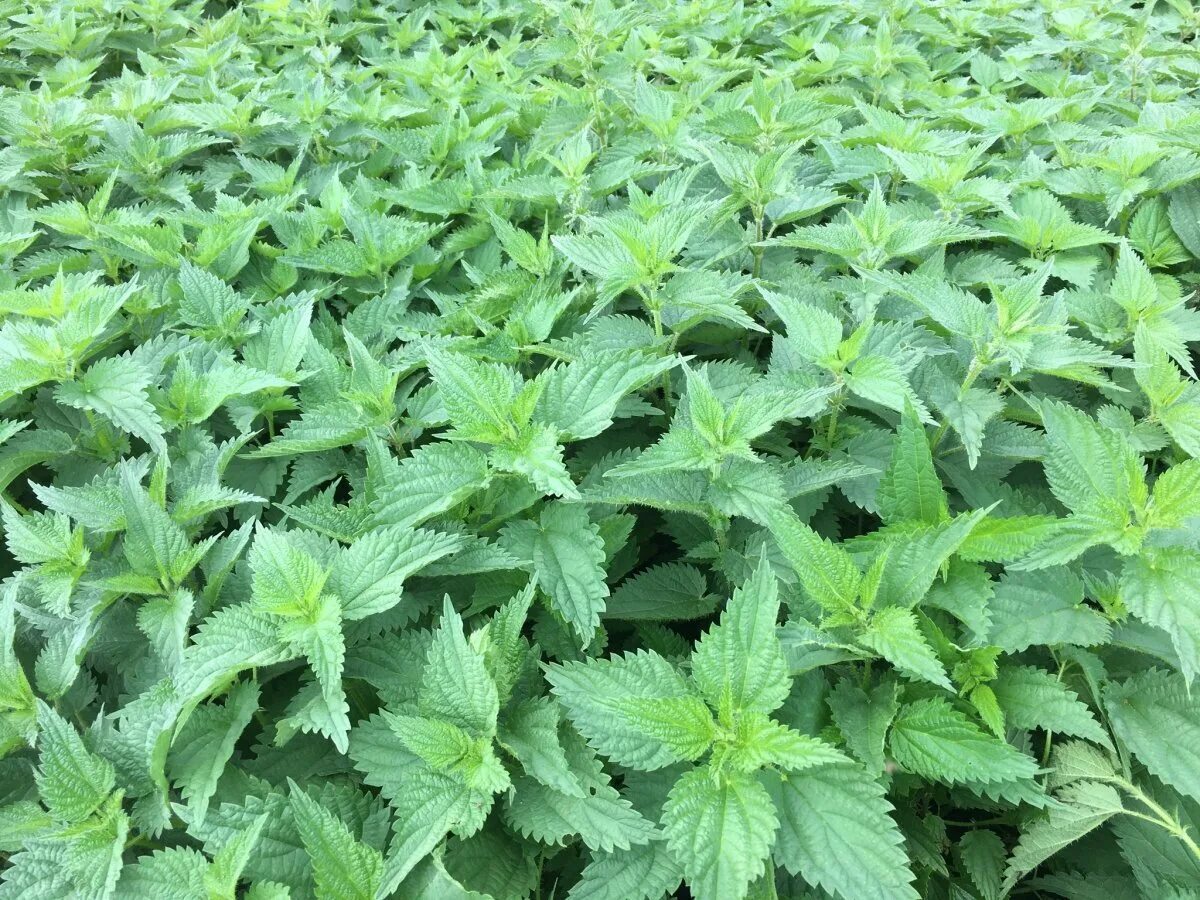 Крапива двудомная. Крапива двудомная (Urtica dioica). Крапива двудомная (Urtíca dióica). Чалкан крапива. Много крапивы