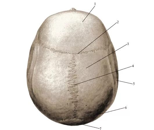Строение свода черепа швы. Венечный шов черепа анатомия. Швы свода черепа анатомия. Кости свода черепа анатомия.