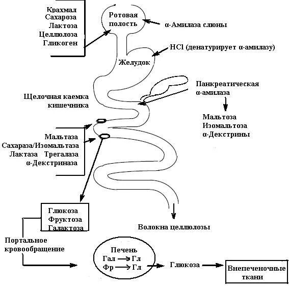 Переваривание растительных белков. Схема переваривания углеводов в ЖКТ. Схема переваривания углеводов биохимия. Схема переваривания и всасывания белков. Схема всасывания углеводов в кишечнике.