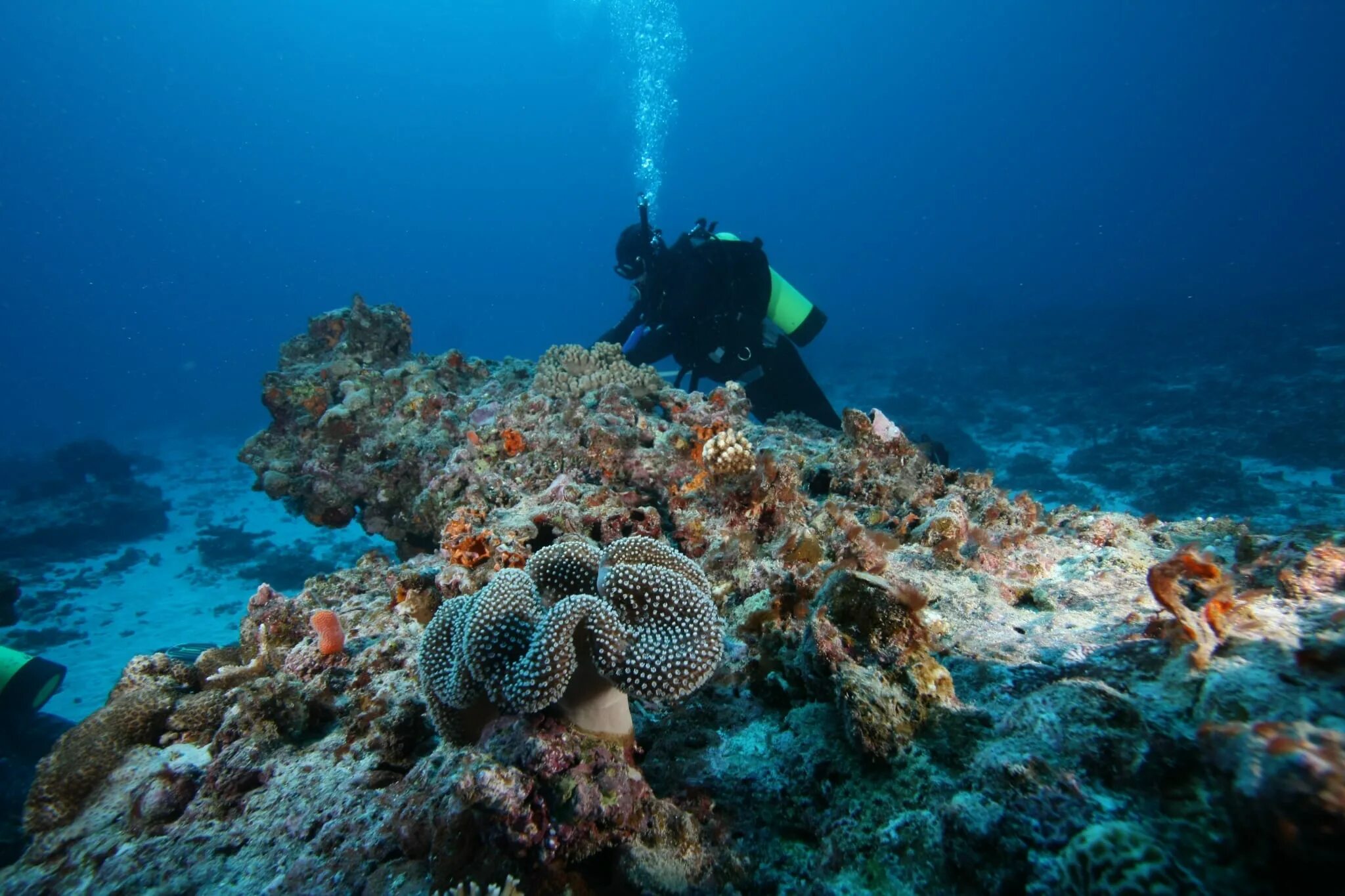 Большой Барьерный риф (the great Barrier Reef). Дайвинг Австралия Барьерный риф. Дайвинг в Австралии большой Барьерный риф. Рифы Греат барьер. Большой барьерный риф ответ