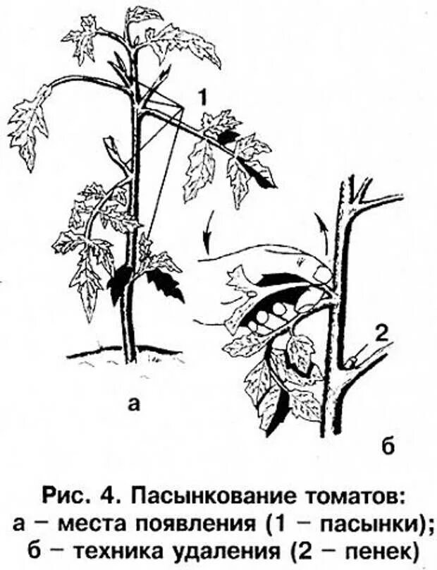 Пасынки удаление. Схема пасынкования помидоров. Пасынкование помидор в теплице. Пасынковать помидоры в теплице. Пасынкование томатов рисунок.