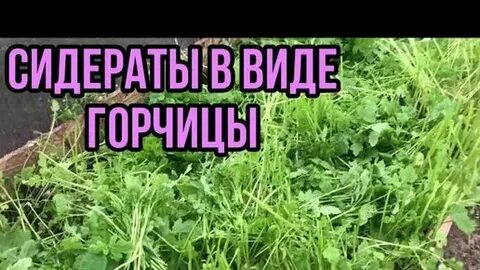 Надо ли перекапывать сидераты в теплице осенью