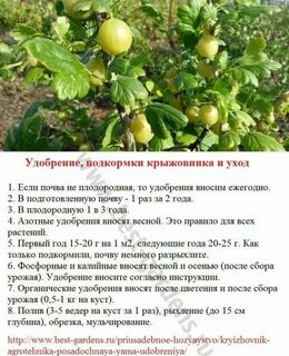 Чем подкармливать крыжовник для хорошего урожая