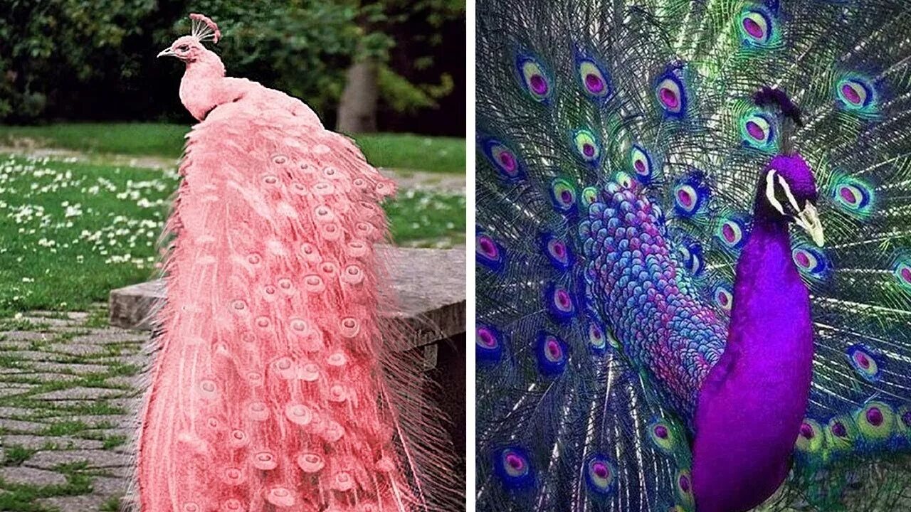 розовые павлины. бирманский зеленый павлин. малазийский павлиний фазан. черноплечий павлин. павлин яванский альбинос.