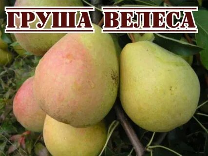 Велеса описание сорта