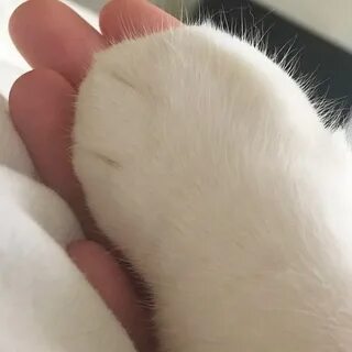 Лапа белого кота