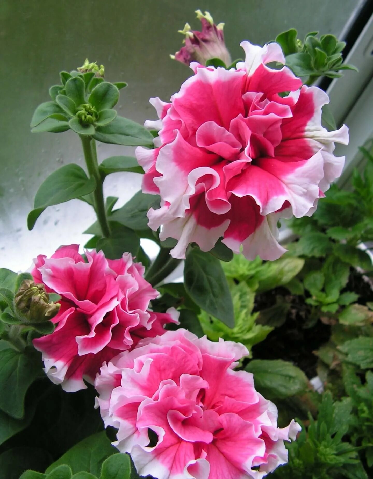 Петуния пируэт роуз. Петуния f1 пируэт ред. Петуния f1 пируэт роуз. Петуния f1 пируэт ред. Петуния махровая пируэтт роуз.