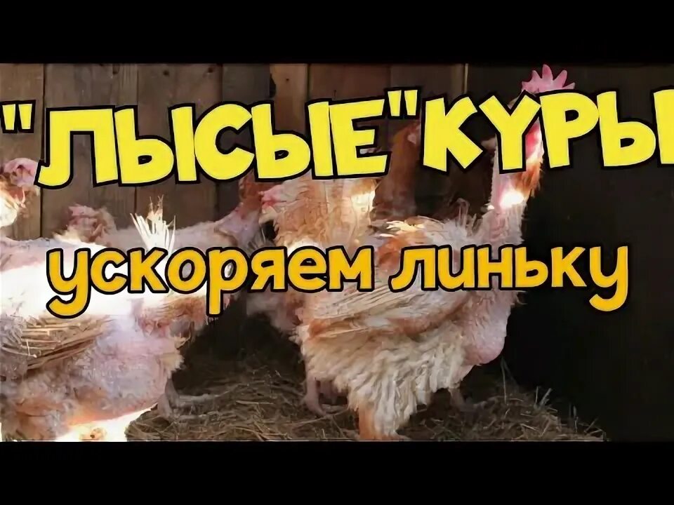 Как ускорить линьку. Курица линяет. Как ускорить линьку. Кур. Линька у куриц.