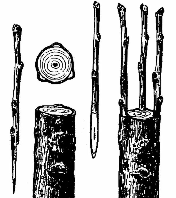 Прививка на пенек яблони весной. Прививка яблони на пенек. Прививка яблони к груши в пенек. Прививка яблони весной в расщеп.