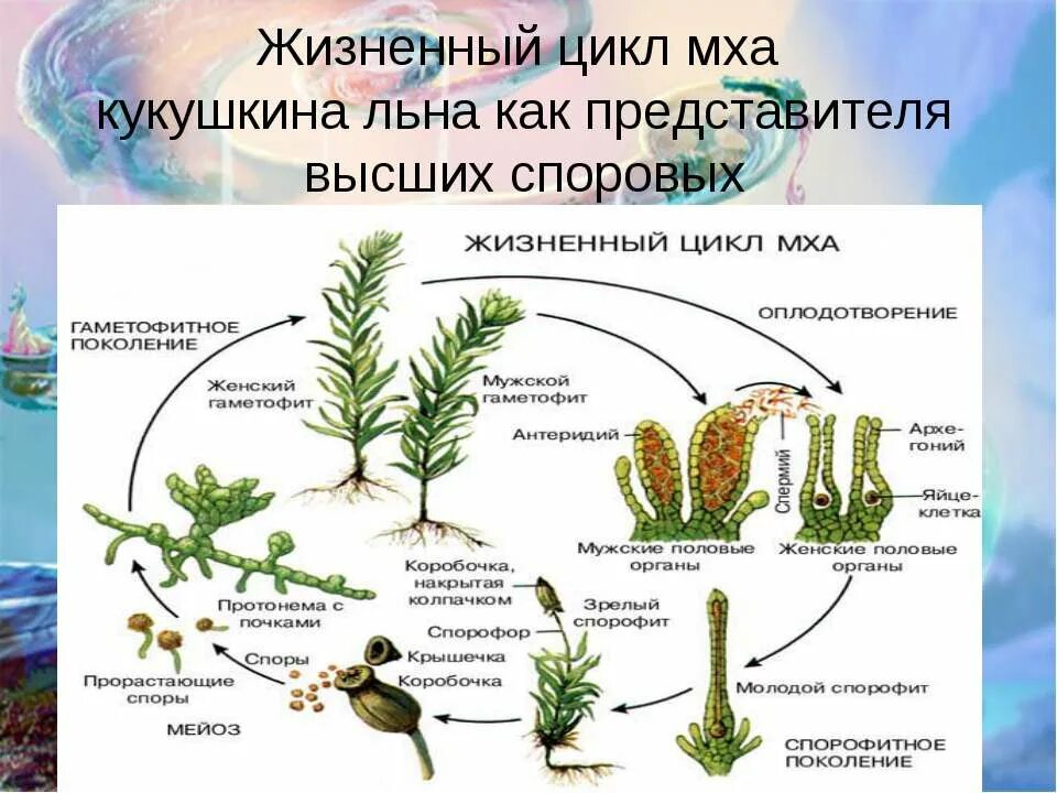 Что является спорофитом у водорослей. Жизненный цикл Кукушкина льна схема. Жизненный цикл размножение кукушкиного льна. Цикл развития мха Кукушкин лен. Жизненный цикл Кукушкина мха.