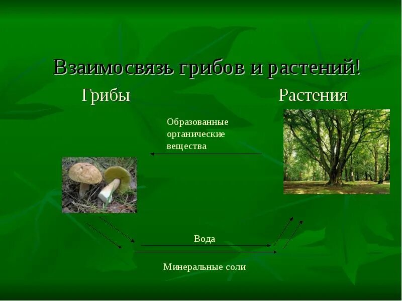 Виды взаимо. Взаимоотношения между растениями и грибами. Взаимосвязь между растениями и грибами. Взаимосвязь растений и грибов. Грибы и растения взаимоотношения.