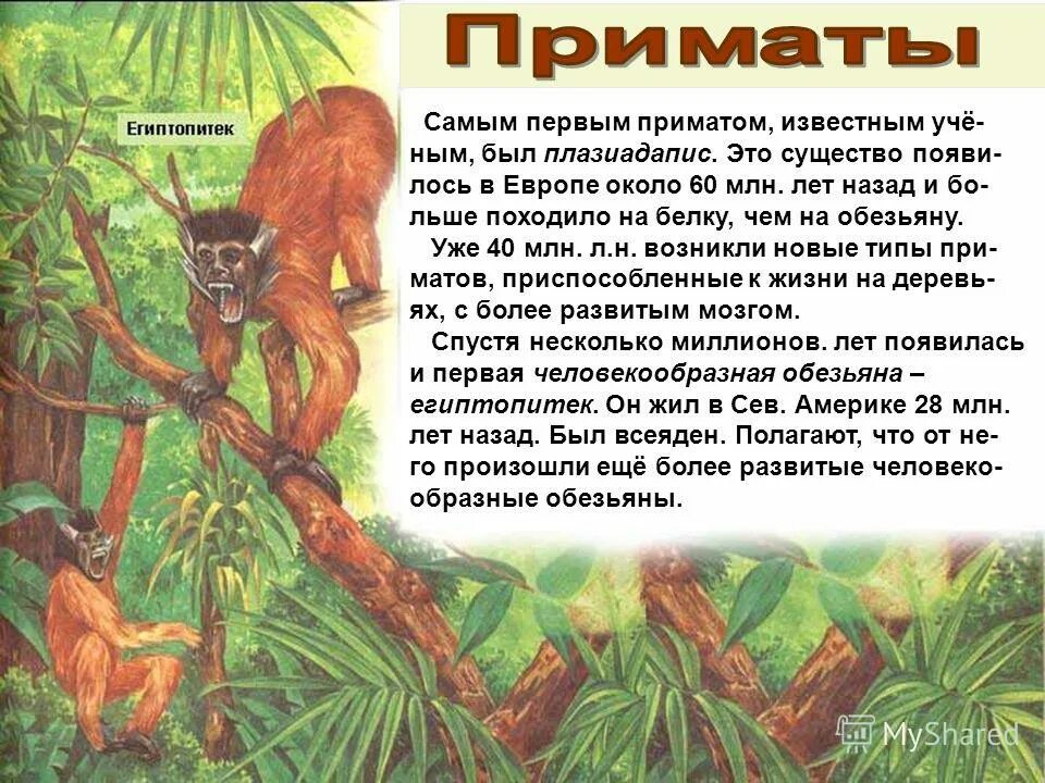 кайнозой эра неоген. дриопитеки предки человека. приматы какая эра. появление первых приматов эра. четвертичный период кайнозойской эры.