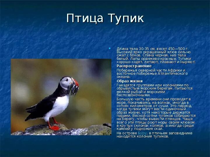 Информация класс птиц. Сообщение о птицах. Доклад про птиц. Птицы для презентации. Тупик птица.