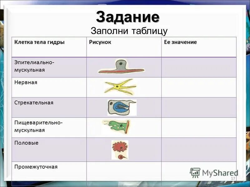 Биология 7 класс функций. Клетки эктодермы гидры таблица. клеточное строение гидры таблица 7 класс. гидра строение и функции клеток. функции клеток гидры 7 класс.