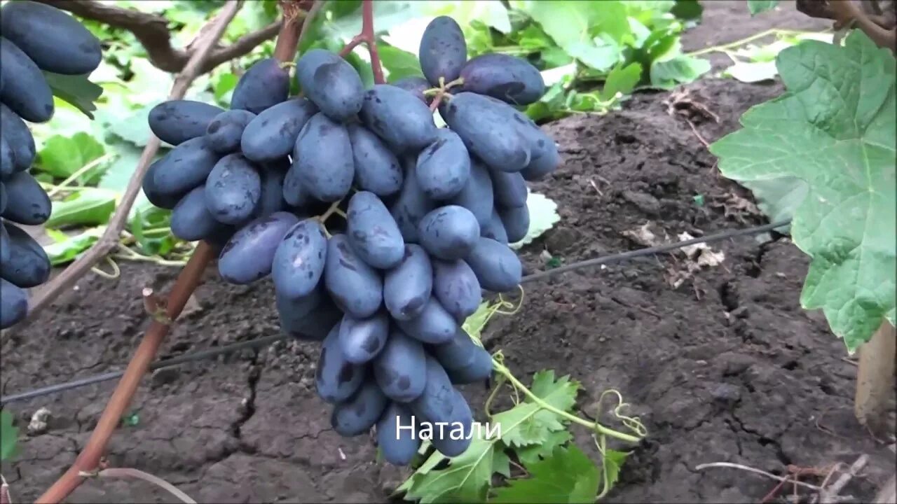 Виноград натали описание сорта фото отзывы видео фото - Arhids.ru