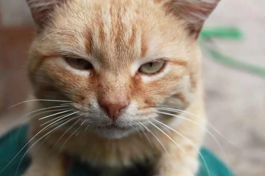 Хитрый кот в мексике живет 5. Рыжий кот с наглой рожей. Хитрый кот. Наглый кот. Наглый хитрый кот.