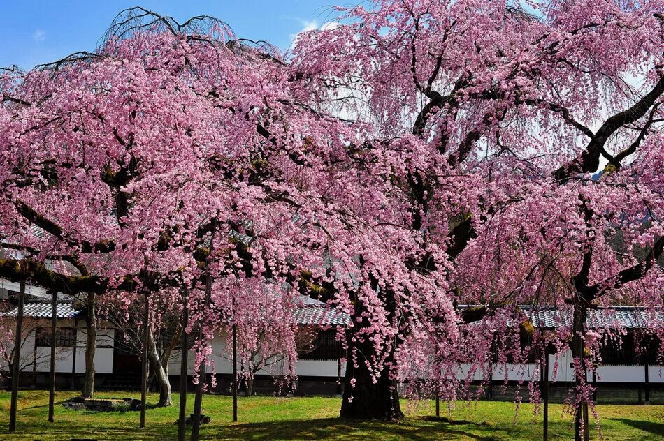 сакура яэдзакура. большая сакура. большая сакура. чакурка. сакура черри блоссом дерево.