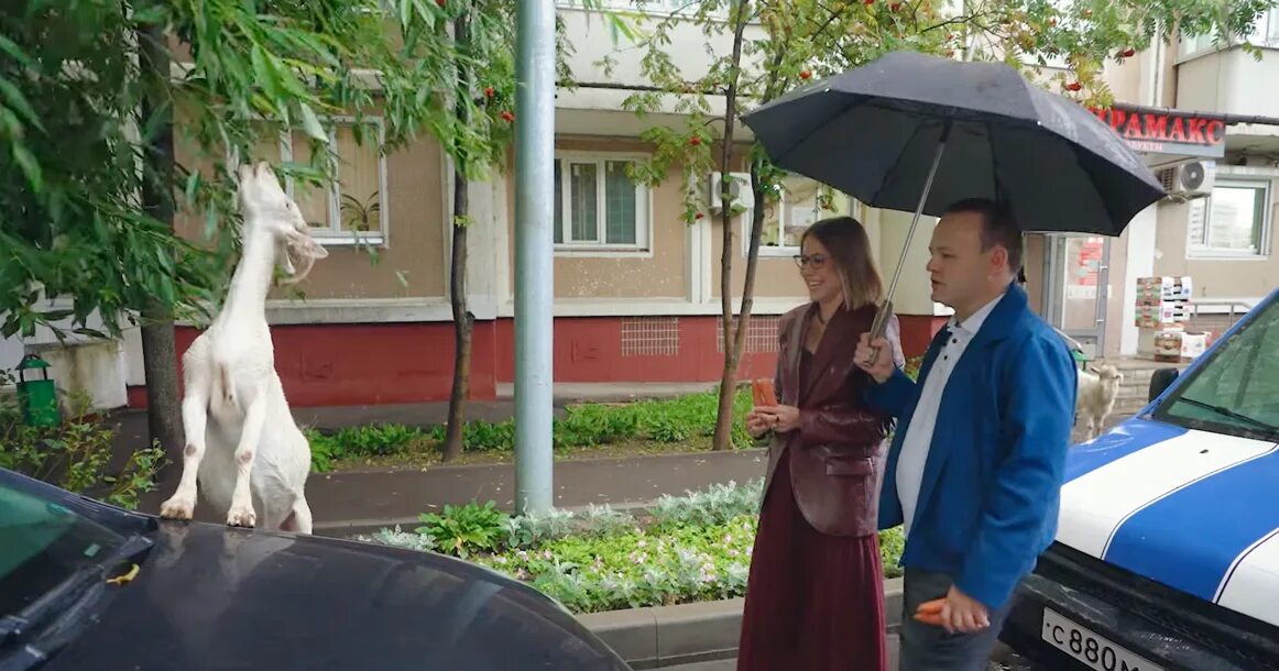 Собчак даванков интервью. Бутовские козы. интервью с даванковым. чьи бутовские козы.