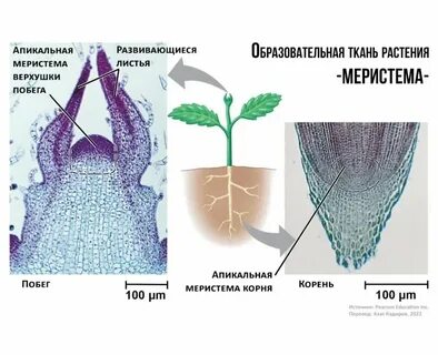 Меристема это