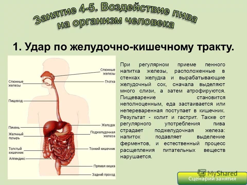 Пищеварительные железы, ферменты желудка. Ферменты желудочного сока. Какой фермент вырабатывает желудок. Таблица ферментов пищеварительной системы фермент субстрат. Железы желудка вырабатывают фермент пепсин.