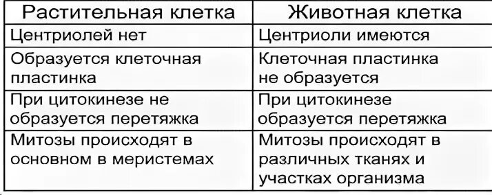 Фазы митоза животной клетки