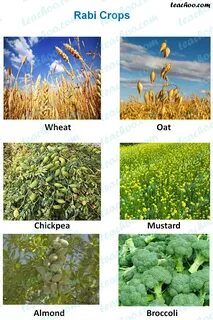 Crop перевод