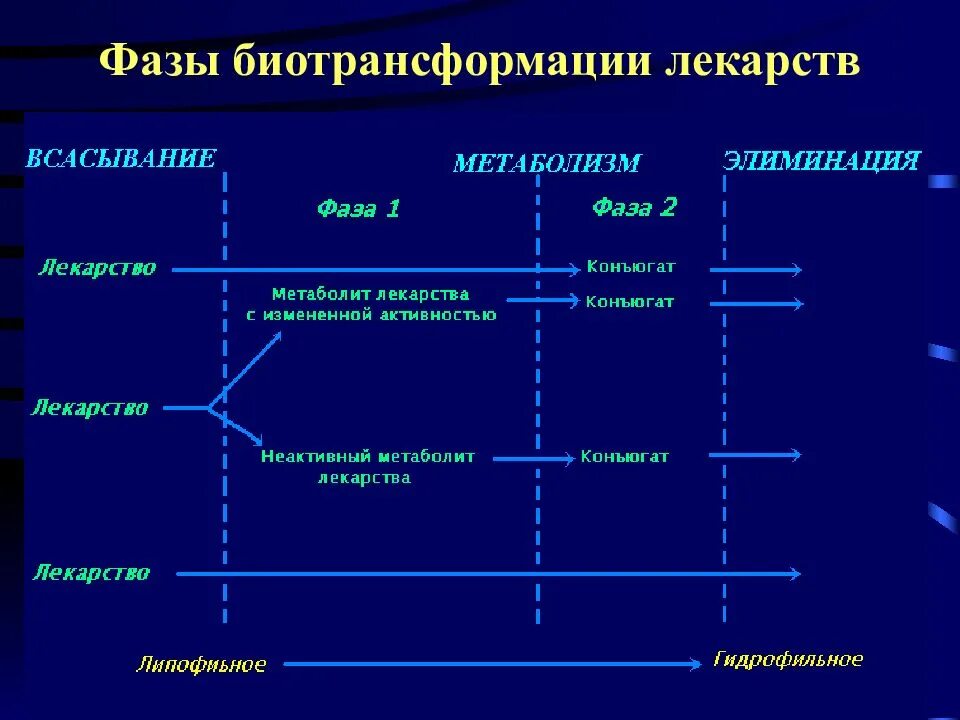2 фаза биотрансформации. Фазы биотрансформации. фразы биотрансформации. фазы биотрансформации лекарственных веществ. биотрансформация лекарственных веществ в организме.