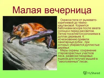 Рыжий краткое содержание