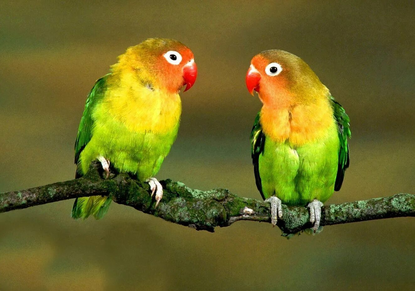 Неразлучники поют. Неразлучники попугаи. Неразлучники попугаи масковые. Попугай неразлучник желтый. Неразлучник масковый зеленый.