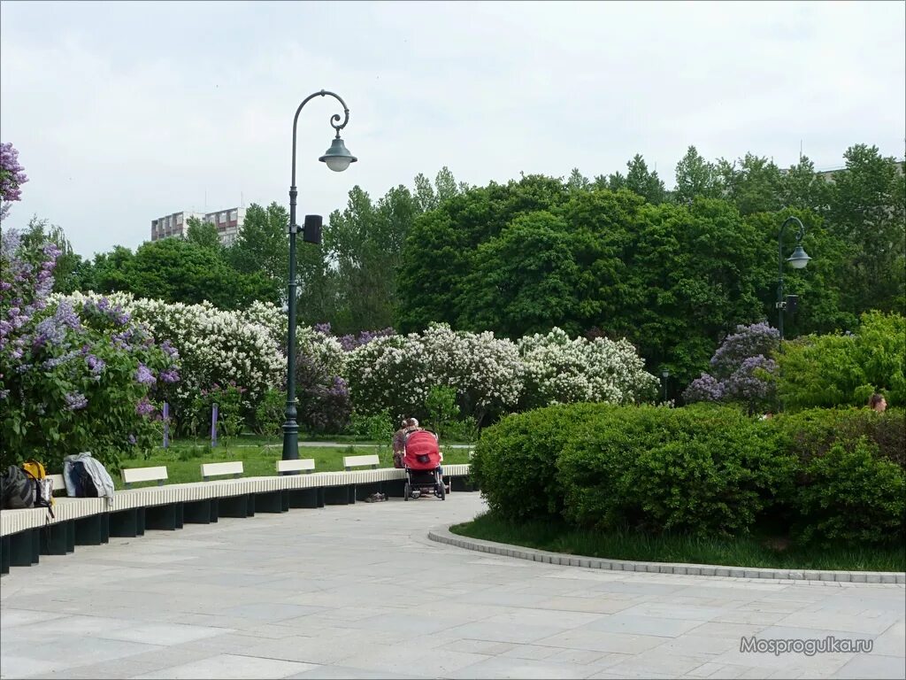 царская усадьба измайлово. растения в измайловском парке. парк коломенское май. музей усадьба усадьба измайлово. цветы измайлово.