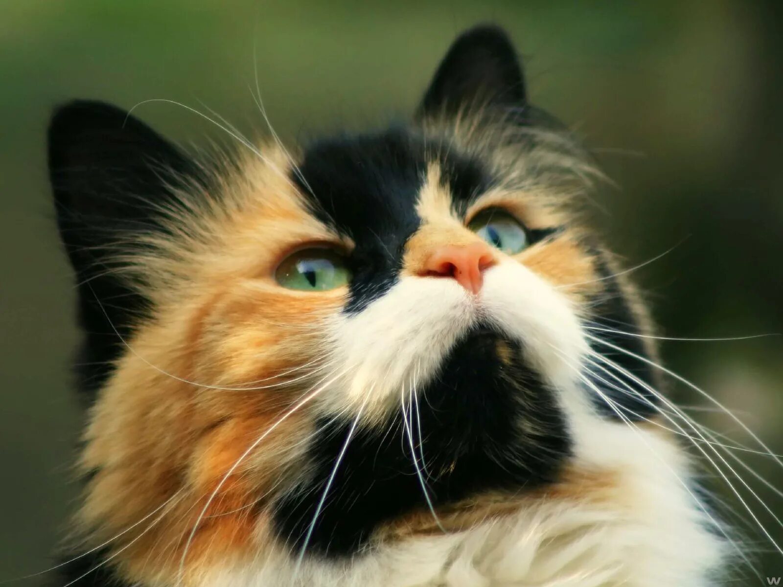 Фотки. Норвежская Лесная кошка трехцветная. Трёхцветная кошка. Красивые трехцветные кошки. Красивые котики.