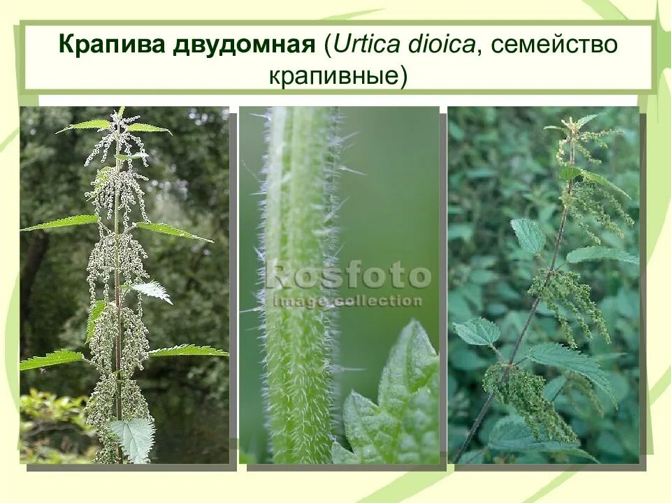 Крапива семейство. Крапива двудомная (Urtíca dióica). Крапива двудомная (Urtica dioica). Крапива двудомная (Urtica dioica l.). Царство крапивы двудомной.