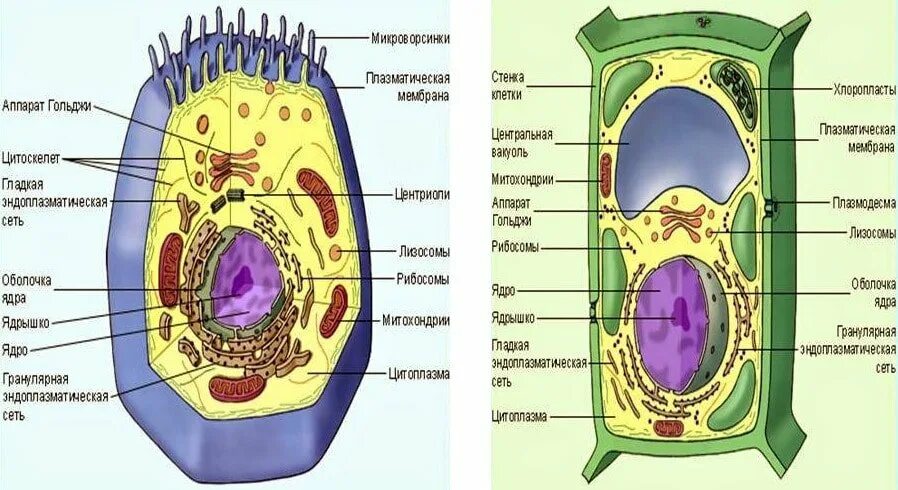 Растительная живая клетка рисунок. Разрез клеток растительной и животной. Строение клетки многоклеточного животного. Строение живой клетки растения. Полное строение клетки животных.