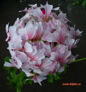 Пеларгония стеллар