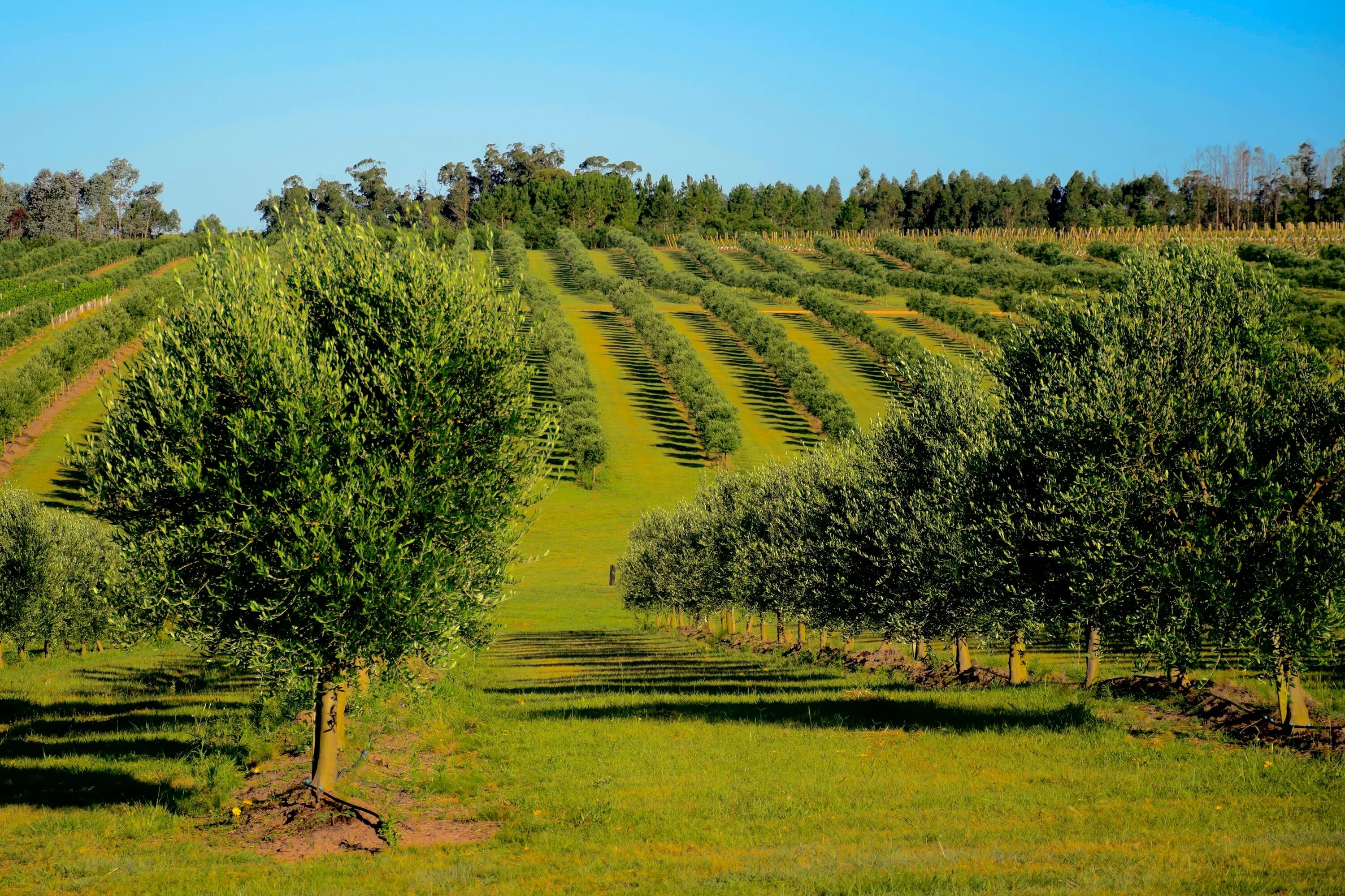 Дерево плантации. Облесение Уругвай. Оливковые плантации в Уругвае. Саванны Уругвая. Сельское хозяйство Уругвая.