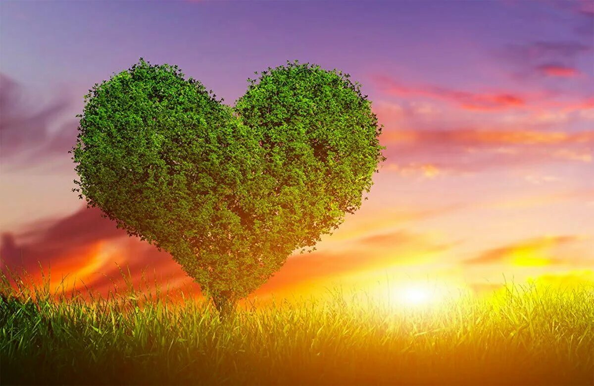 Необыкновенное счастье. Дерево сердце. Сердце в природе. Дерево в виде сердца. Любовь к природе.