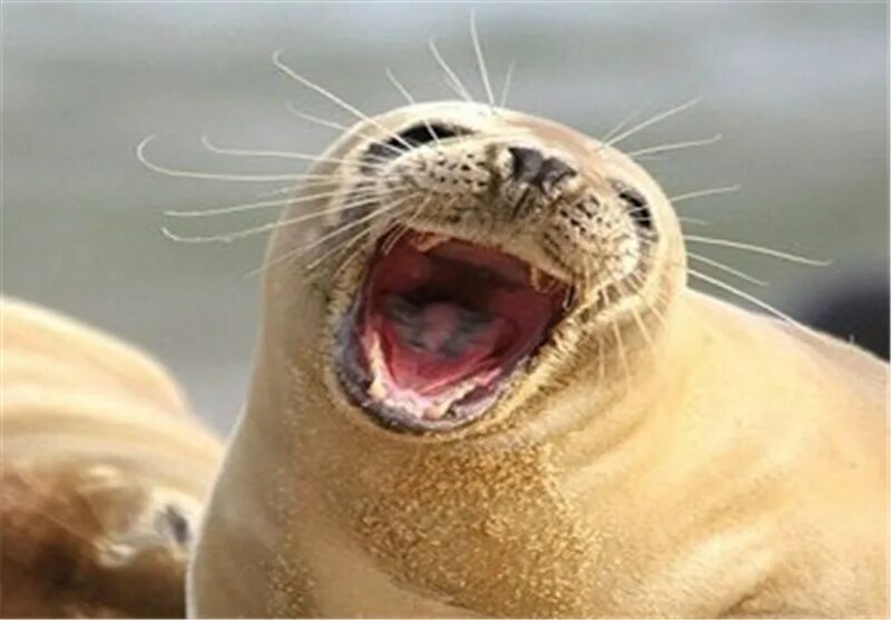 The little seal is laughing at us. Моржи тюлени морские котики. Тюлень сивуч. Морской котик смешной. Тюлень зевает.