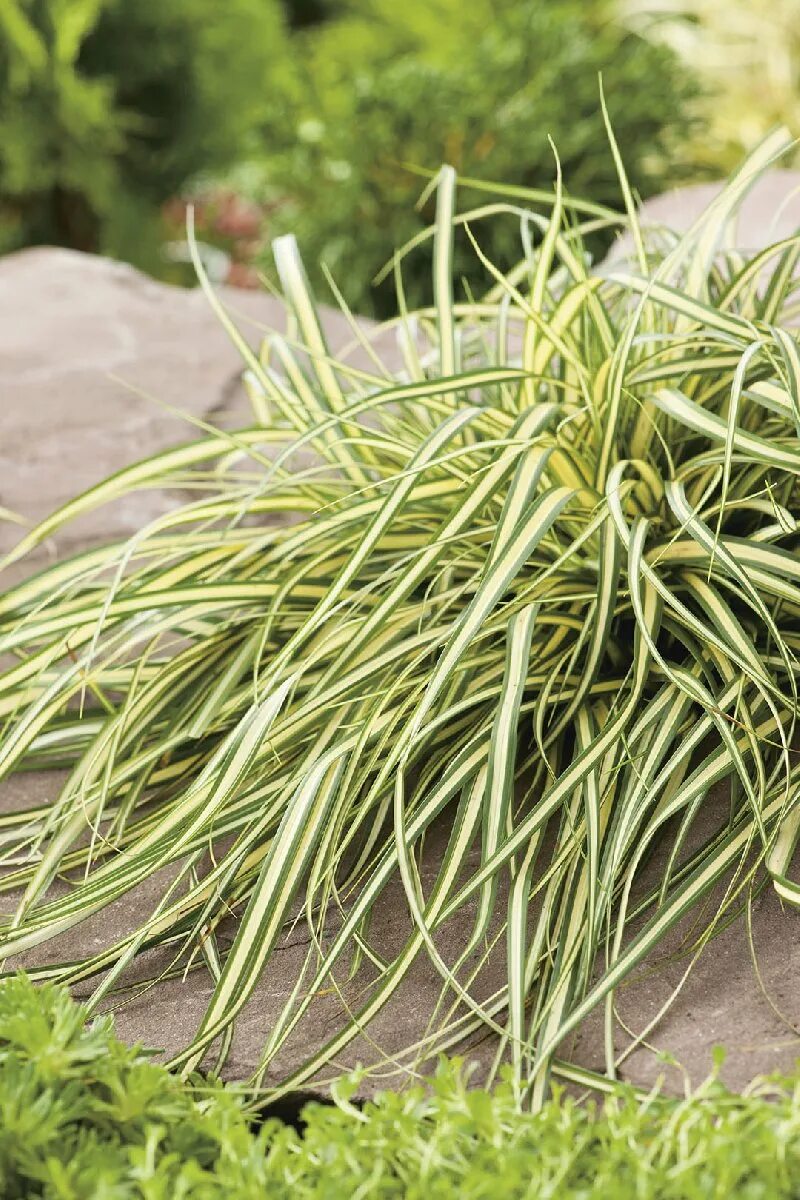 Осока эверголд. Осока охименская. Осока охименская эвеголд. Осока (carex) эверголд. Осока охименская.