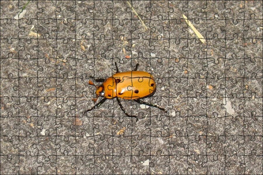 Жук желтополос. Двенадцатиточечная божья коровка (coleomegilla maculata). Черно-желтый жук-долгоносик. Желтый жук насекомое. Полосатый огуречный жук.