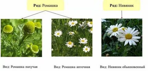 Систематическое положение растений ромашка