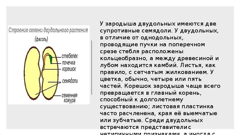 Растения имеют в зародыше семени две семядоли. Сообщение Однодольные и двудольные растения. Общая характеристика двудольных. Двух дольные и Однодольные растения сообщение. Характеристика однодольных и двудольных растений.