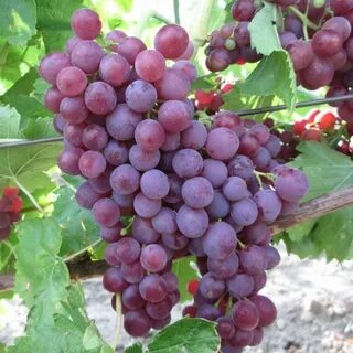 Сорт винограда памяти учителя