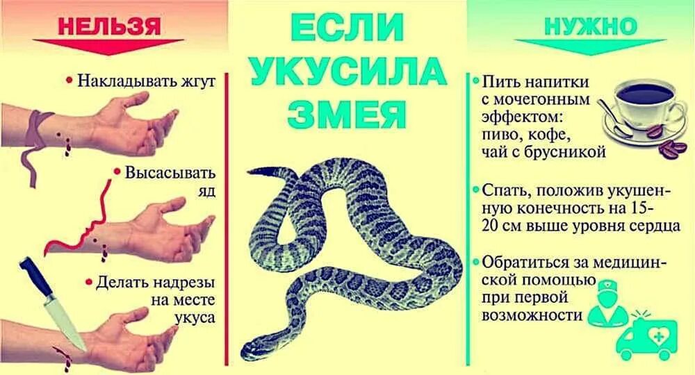 Как не допустить укуса гадюки