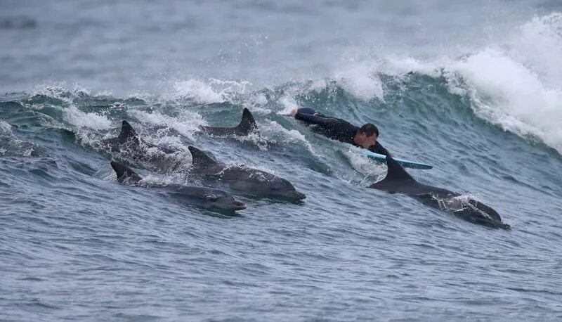 Морской нападение. Дельфины спасают людей. Дельфин спасает человека.