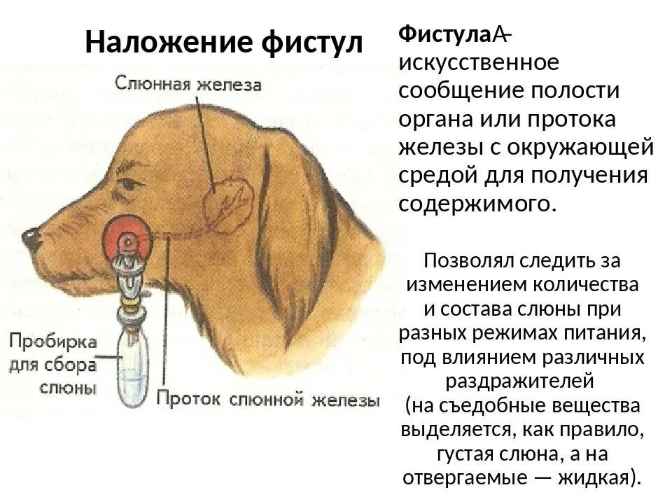 Слюнной рефлекс. Опыты и.п Павлова по изучению физиологии пищеварения. Фистула пищеварительной железы собака Павлова. Опыт Павлова с фистулой. Опыты Павлова по физиологии пищеварения.