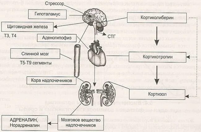 Схема механизмов регуляции информационного стресса. Физиологические механизмы стресса схема. Схема развития стрессовой реакции. Общий адаптационный синдром схема. Гормоны адаптации