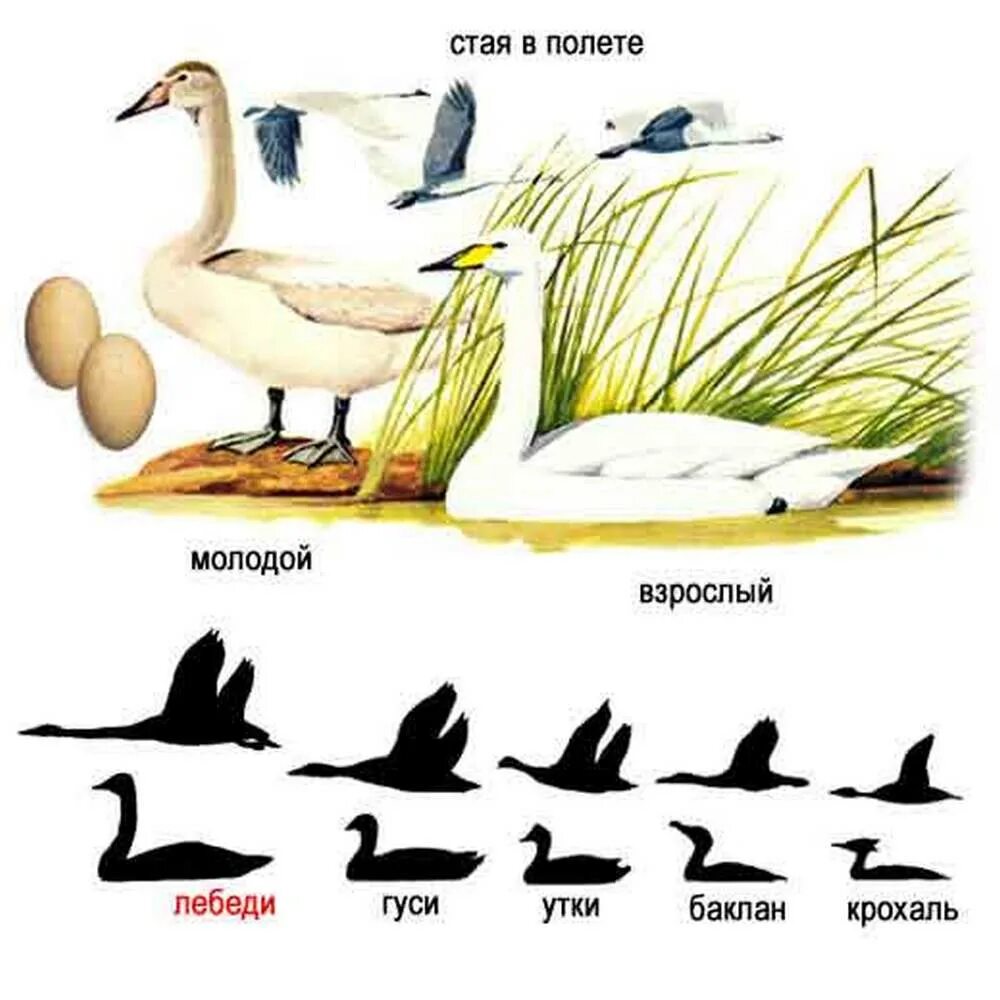 Куда летят гуси весной в россии. Лебедь Перелетная птица. Перелетные птицы части тела. Строение лебедя. Строение птицы лебедь.