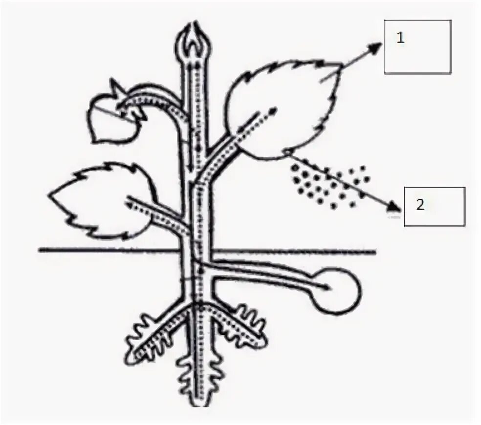 Передвижение веществ по стеблю 6 класс. Схема движения веществ поглощенных корнем 6 класс. Схема поглощения веществ корневыми волосками. Схема передвижения веществ поглощенные корнем. Продвижение веществ поглощенных корневыми волосками схема.