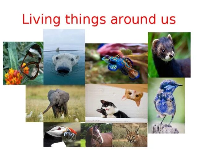 Living things around us. Living things around us презентация. Living things around us 7 класс презентация. Проект на тему Living things around. Living things around us контрольная работа